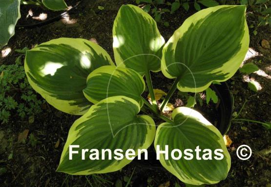 Hosta Wintergreen