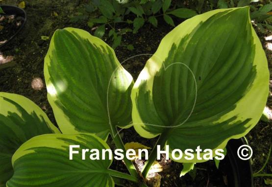 Hosta Wintergreen