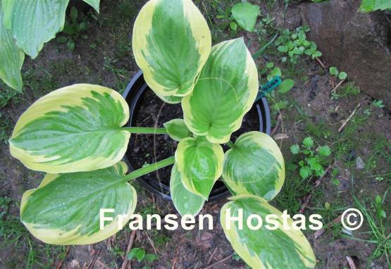 Hosta Wintergreen