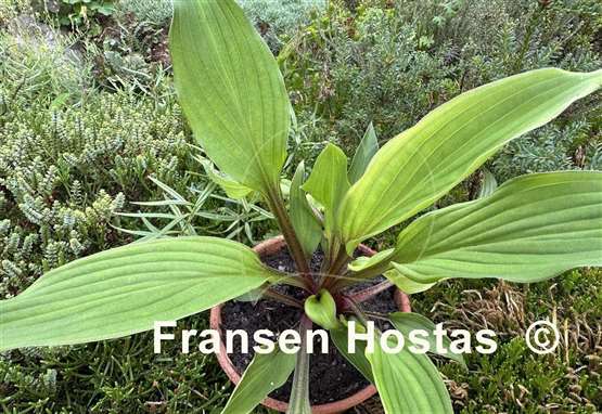 Hosta Wisconsin Red