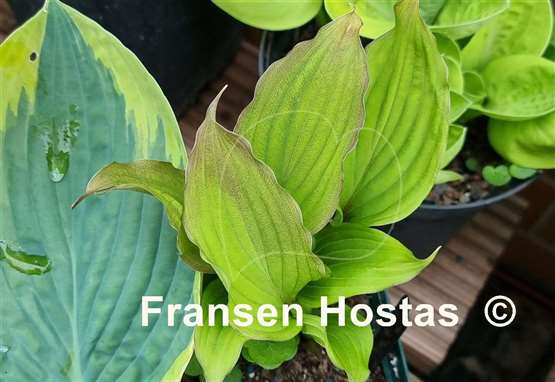 Hosta Wisconsin Red
