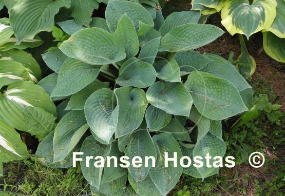 Hosta Witches Brew