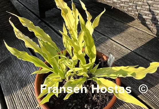 Hosta Wizard of Ahhhs