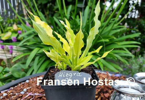 Hosta Wizard of Ahhhs