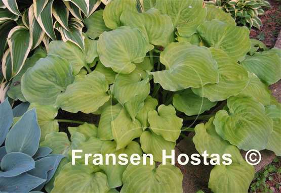 Hosta Wizard's Illusion