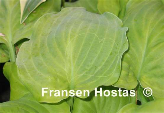 Hosta Wizard's Illusion