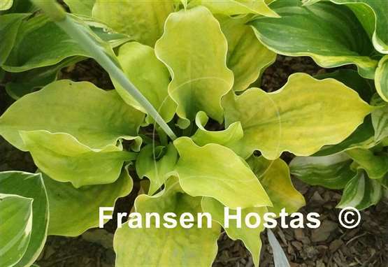 Hosta Wizard's Illusion
