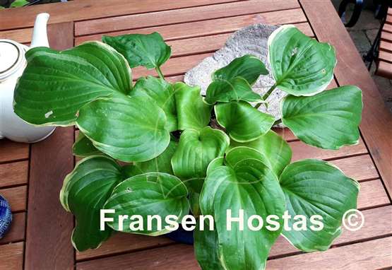 Hosta Wizard's Path