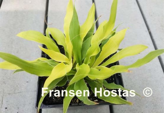 Hosta Wizard of Ahhhs