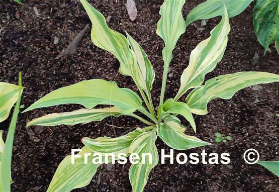 Hosta Wobbling Sparky