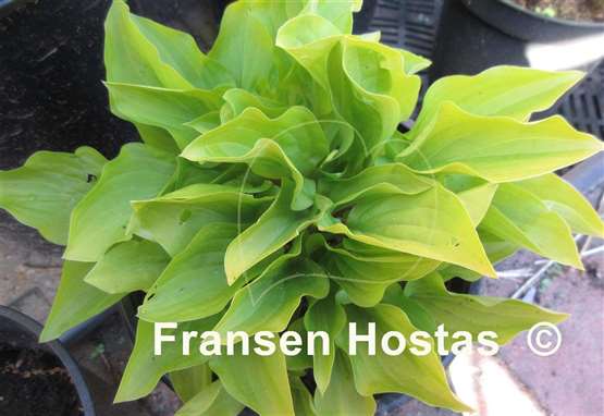 Hosta Wogon