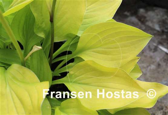Hosta Wogon