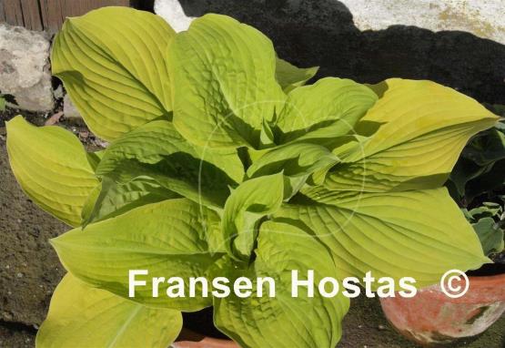 Hosta Wogon's Boy