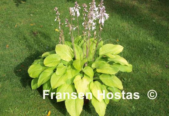 Hosta Wogon's Boy