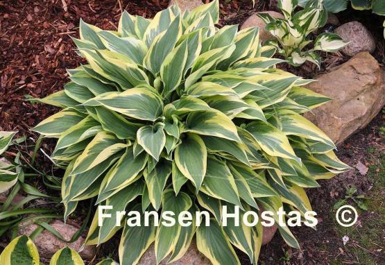 Hosta Wolverine
