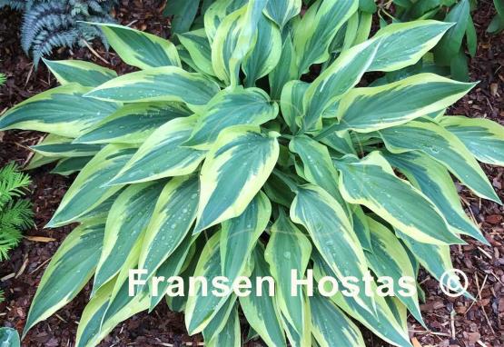 Hosta Wolverine