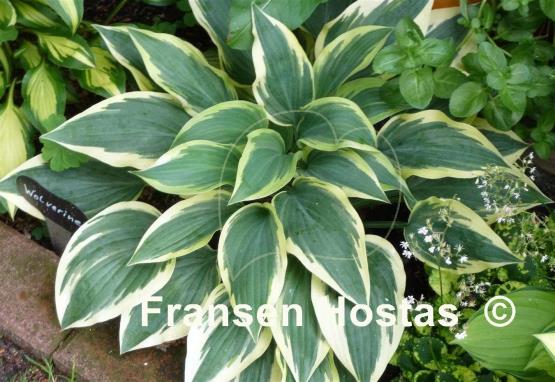 Hosta Wolverine