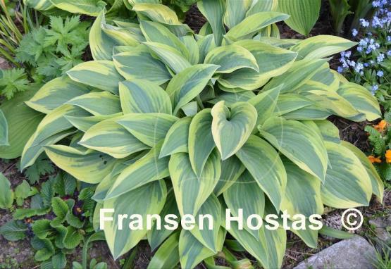 Hosta Wolverine
