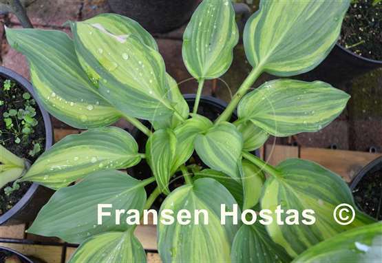 Hosta Wonderful Life