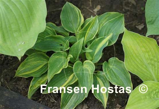 Hosta Wonderful Life