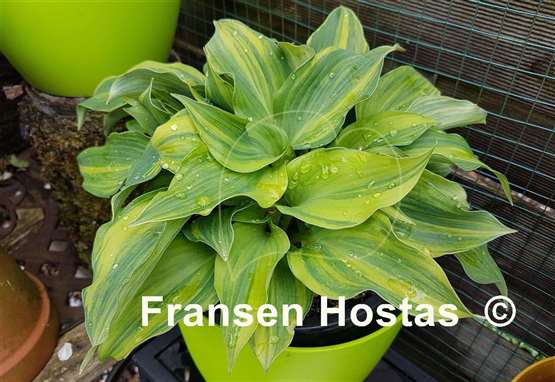 Hosta Wonderful Life