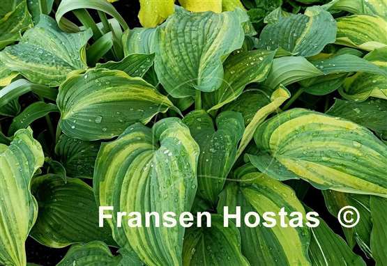 Hosta Wonderful Life