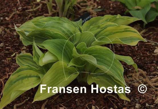 Hosta Wonderful Life