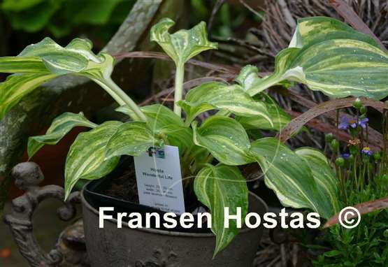Hosta Wonderful Life