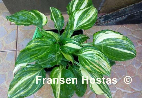 Hosta Wonderful Life