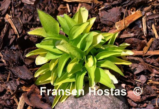Hosta Wonderful