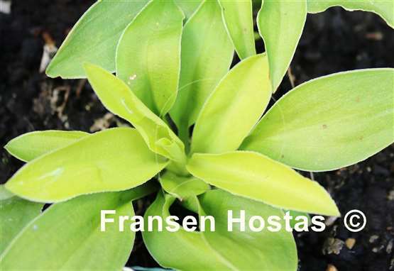 Hosta Wonderful