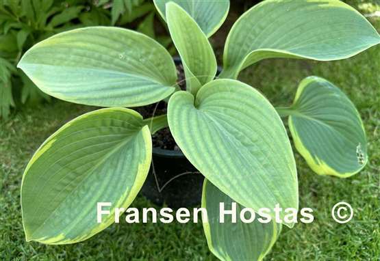 Hosta Wooden Nickel