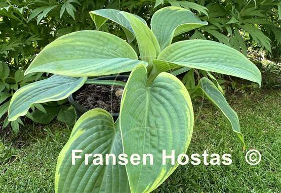 Hosta Wooden Nickel
