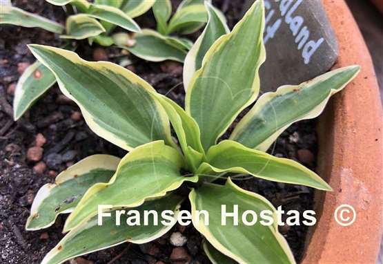 Hosta Woodland Elf