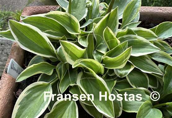 Hosta Woodland Elf