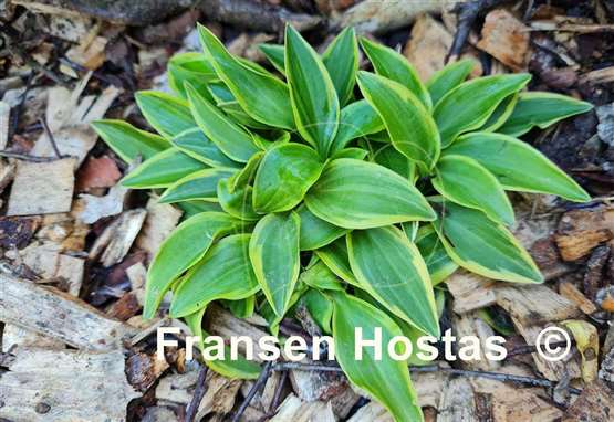 Hosta Woodland Elf