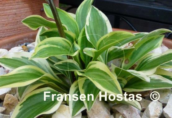 Hosta Woodland Elf