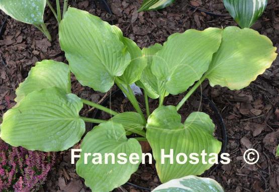 Hosta Woodland Green