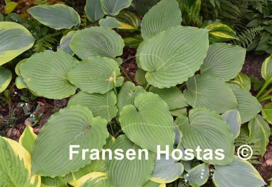 Hosta Woodland Green