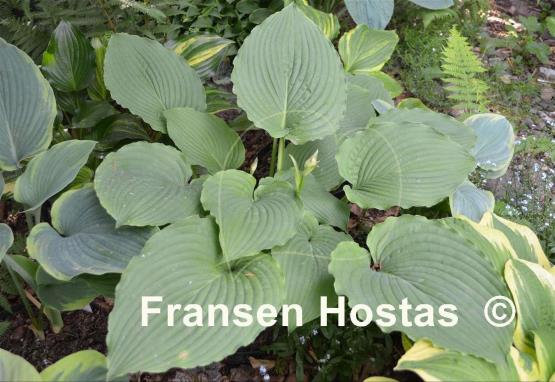 Hosta Woodland Green
