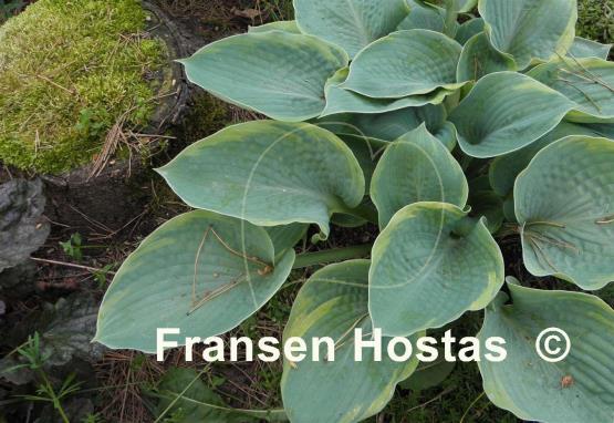 Hosta Woolly Mammoth