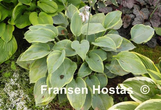 Hosta Woolly Mammoth