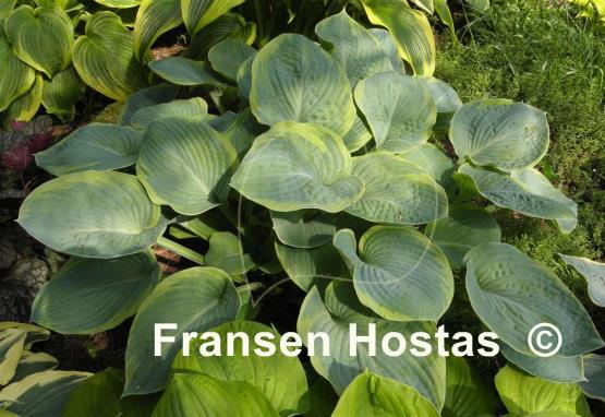 Hosta Woolly Mammoth