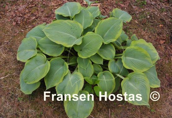 Hosta Woolly Mammoth