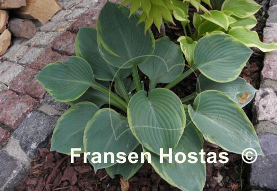 Hosta Woolly Mammoth