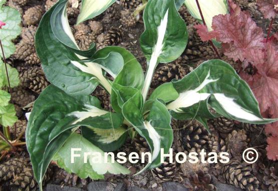 Hosta Woop Woop
