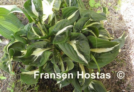 Hosta Woop Woop