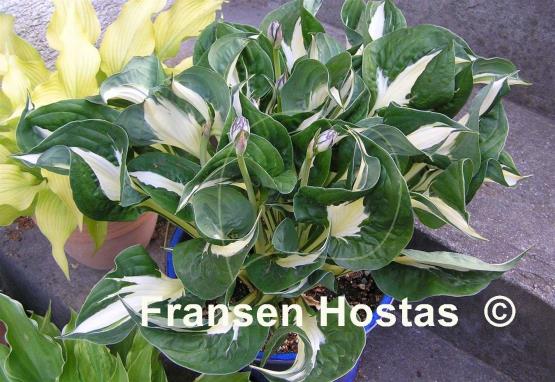 Hosta Woop Woop
