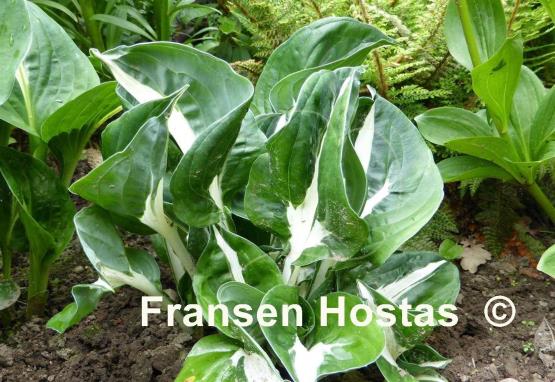 Hosta Woop Woop