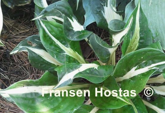 Hosta Woop Woop